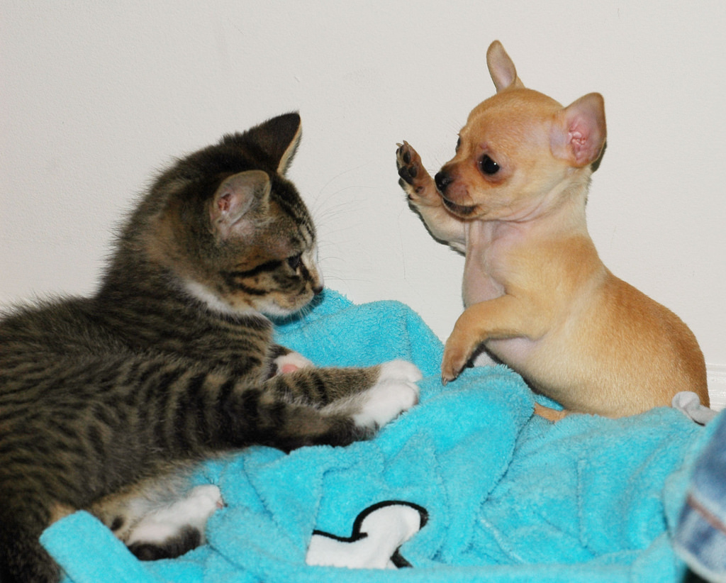 Cats Versus Dogs: A Value Debate